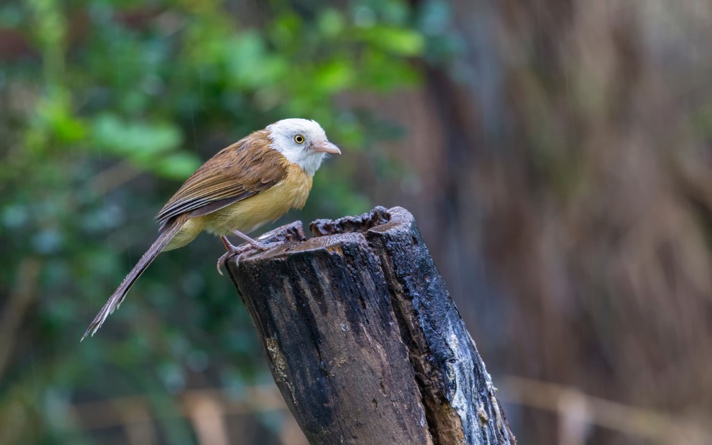 Perching Birds